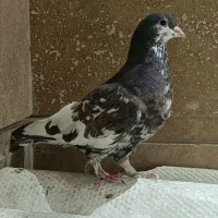 کبوتر شهری گلدار