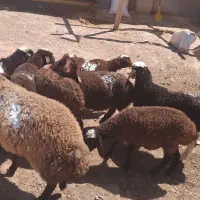 میش وشیشک گوسفند