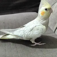 ماده عروس هلندی گلباقالی مرواریدی