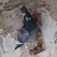 پولک شه پر سفید کاکلی نرغولدور