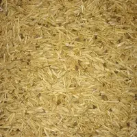 گندم کفتر ومرغ