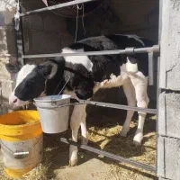 گاو شکم اول با گوساله ماده خلوص بالا|حیوانات مزرعه|درودزن, |دیوار