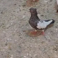 کبوتر(کفتر)بهبهانی|پرنده|مرودشت, شهرک مهدیه|دیوار