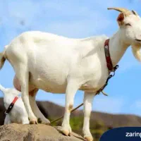 شش عدد بز