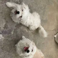 واگذاری دوقلاده سگ خانگی|سگ|اراک, |دیوار