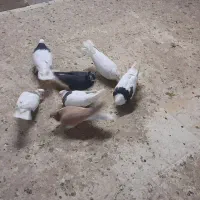 کفتر رنگی|پرنده|قم, انسجام|دیوار