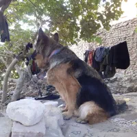 واگذاری سگ ژرمن اصلی واکسن زده|سگ|سبزوار, قاضی زاد|دیوار