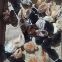 جوجه محلی وجوجه گردن لخت وجوجه برهما|حیوانات مزرعه|نکا, |دیوار