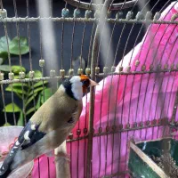 تعدادی سهره  بخوان تضمینی