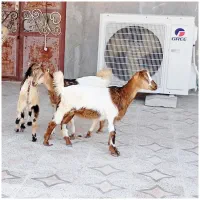 گیسه شهری ونری چاق