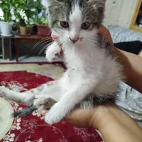 بچه گربه زیبا و دستی