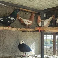 کفتر|پرنده|آذرشهر, |دیوار