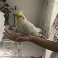 عروس هلندی اهلی اسمش هم برفی هست