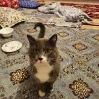 فروش گربه خانگی پرشین جنس نر به قیمت ۱۵ میلیون|گربه|میاندوآب, |دیوار