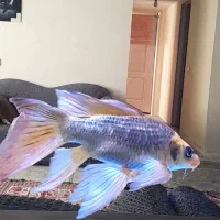 اکواریوم با ماهی و تجهیزات کامل|ماهی|پاکدشت, شهرک امام رضا|دیوار