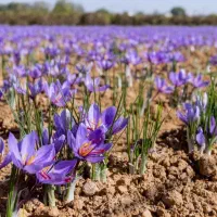 میخوای زعفرونت سوپرنگین بشه