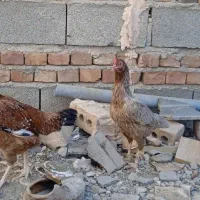 دوعدد مرغ|پرنده|ایرانشهر, |دیوار