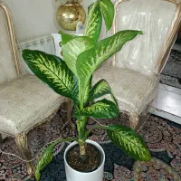 گل دیفن باخیا