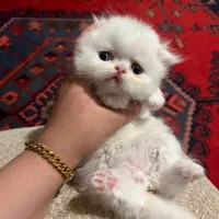 گربه پرشین اسکاتیش