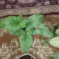 گل گوش گرگی یاسنگنیوم|گل و گیاه طبیعی|مشهد, توس (بلوار توس)|دیوار