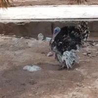 بوقلمون نر و ماده