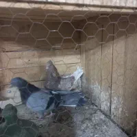 کفتر|پرنده|قم, زاویه|دیوار