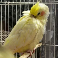 جوجه عروس هلندی|پرنده|کیش, |دیوار