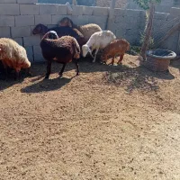 ۲۸راس میش