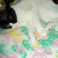 لپه خانم|گربه|آستانه اشرفیه, |دیوار