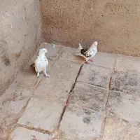 جفت 700 هزار