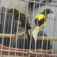 دوتا قناری 8ماهه کشیده  یه سر  تازه دهن باز کردن