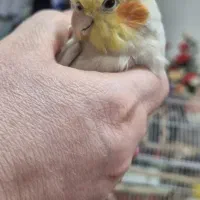 عروسک هلندی|پرنده|پاکدشت, پاکدشت (مامازند)|دیوار