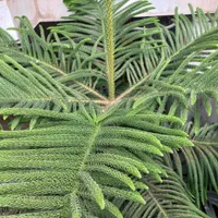 کاج مطبق سرحال|گل و گیاه طبیعی|رشت, آب و برق|دیوار