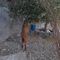 کهره   نرو    ماده