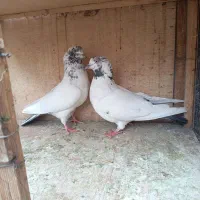 کفتر پرشی|پرنده|تهران, تختی|دیوار