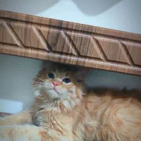 گربه پرشین نر آماده جفتگیری