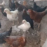 خروس.. کاسرک.. مرغ