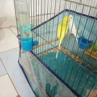 مرغ عشق جوون و زیبا