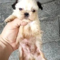 شیتزو سوپر فلت