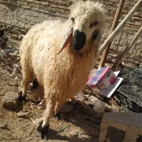 بره نر یا گورگ|حیوانات مزرعه|سراوان, |دیوار