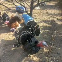 بوقلمون برنز|حیوانات مزرعه|کهک, |دیوار