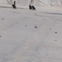 برهنر|حیوانات مزرعه|هامون, |دیوار