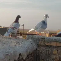 کفتر