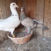 نرماده بشرط