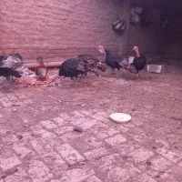 بوقلمون