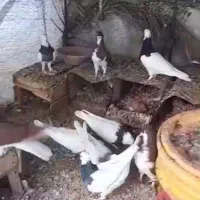 کبوتر طوقی و سو سرخ