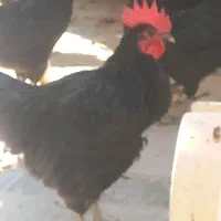 خروس استرالوپ