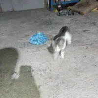 واگذاری بچه گربه شش ماهه رایگان