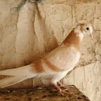 جوجه شازده زرد