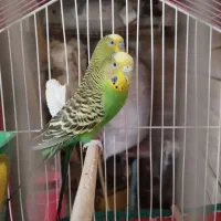 مرغ عشق کار داده